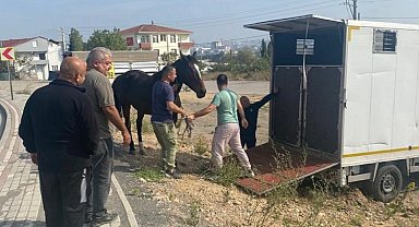 Çayırova'daki başıboş at Tekirdağ'a gönderildi