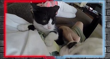 Dikkat! Çip zorunlu... Satın alma, sahiplen!