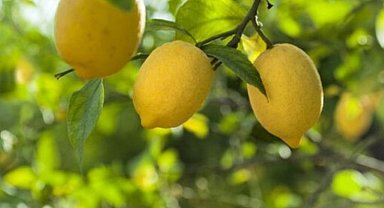 Düşük limon fiyatları üreticileri mağdur etti