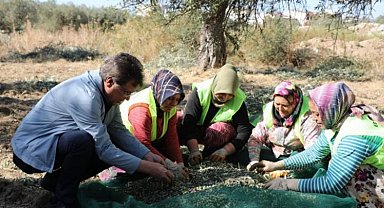 Edremit'te zeytin hasadı başladı