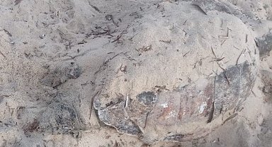 Enez'de ölü carretta caretta kıyıya vurdu