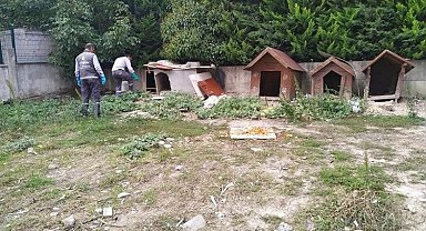 Esenyurt'taki kemirgen sorununa hızlı müdahale