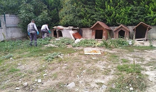 Esenyurt'taki kemirgen sorununa hızlı müdahale