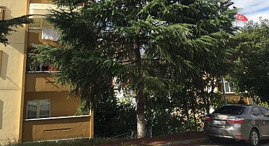 İzmit'te tehlikeli ağaçlara müdahale ediliyor