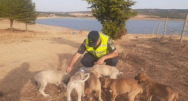 Jandarma Seydiköy'de terk edilmiş yavru köpeklere sahip çıktı