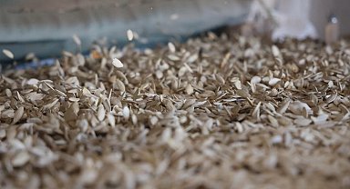 Kabak çekirdeği eleme tesisi Konyalı üreticiye kolaylık sağlıyor