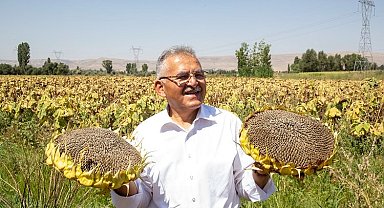 Kayseri Büyükşehir'den ay çekirdeği kurutma sahası
