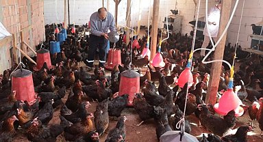 Kocaeli'de yüzde 50 hibeli tavuk desteği