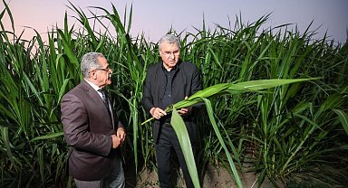 Mucize 'pakong' bitkisiyle Sakarya'da ilk.. Hayvancılık cazip hale gelecek