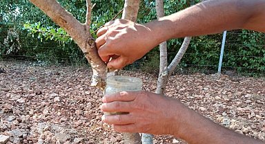 Muğla ilk sakızlarını verdi