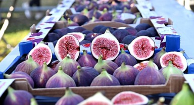 Osmangazi’de siyah incirler yarıştı