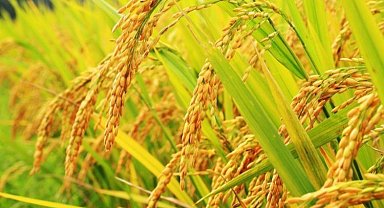 TMO çeltik fiyatlarını açıkladı