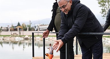 Yedigöller'e koi balığı bırakıldı