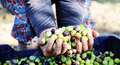 Zeytinde yüzler gülüyor! Sıra festivalde