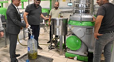 Antalya Muratpaşa zeytinde rekolteyi arttırma hedefinde