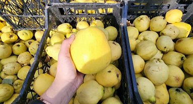 Armut üreticisi isyanda! Tarlada 8 lira, pazarda 35 lira...