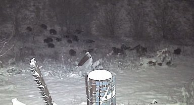 Avcılardan kaçan domuzlar ayılara yem oluyordu