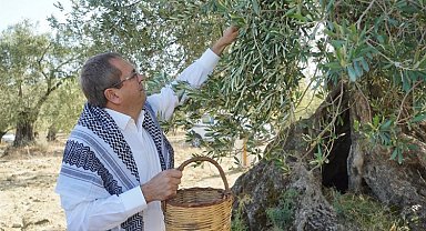 Ayvalık'tan 'Dünya Zeytin Ağacı Günü' mesajı