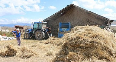 Buğdayın atası siyez üretimi artıyor