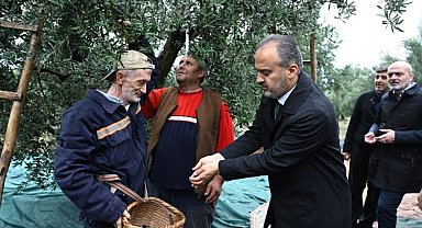 Bursa Büyükşehir'den zeytin üreticilerine yaygı desteği