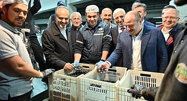 Bursa zeytininde hasat bereketi