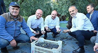 Bursa zeytininde hasat bereketi