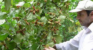 Fındığın 200 yıllık makus talihi değişecek