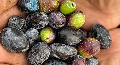 Garaova Dilmit Zeytin Şenliği'ne hazırlanıyor