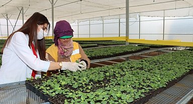 Her mevsime ayrı çiçek üretiyorlar