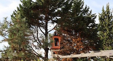 İzmit'te tehlikeli ağaca belediye müdahalesi