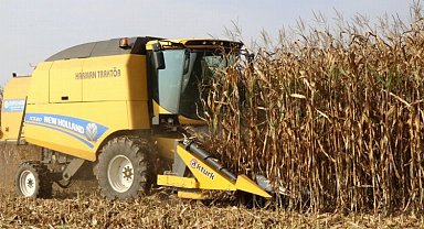 Lazerli ekilen mısırda hasat zamanı