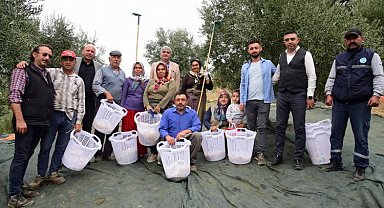 Manisa zeytin hasadında da üreticilerin yanında