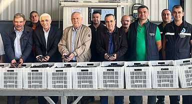 Marmarabirlik'ten zeytin üreticilerine ikinci dilim ödeme 24 Kasım'da