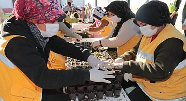 Serada 1.5 milyon çiçek ürettiler