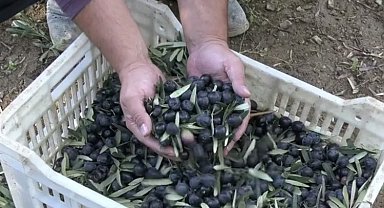 Trilye'nin kara incisi sofralarımıza nasıl geliyor? İşte zeytinin serüveni...