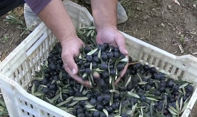 Trilye'nin kara incisi sofralarımıza nasıl geliyor? İşte zeytinin serüveni...