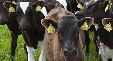 2023 yılı Damızlık Düve Alım Desteği için 7 Ocak son!