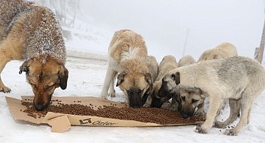 4 bin 209 sokak hayvanına Kocaeli'den sıcak yuva