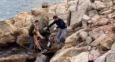 Bodrum'da denize düşen köpek kurtarıldı