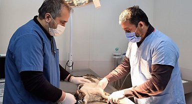 Bursa Yıldırım'da can dostlara şefkat eli