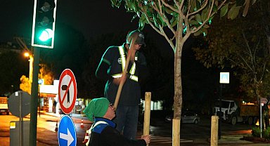 Bursa'da manolya zamanı