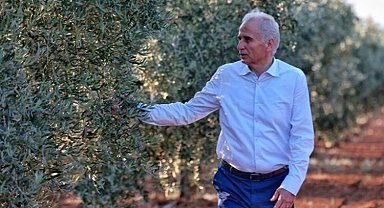 Denizli'de zeytin seferberliği