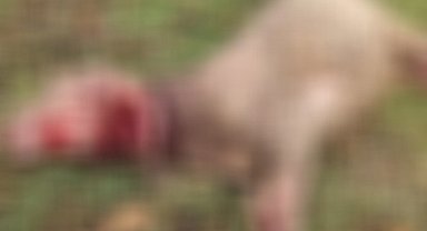 Düzce'de sahipsiz köpekler 3 koyunu telef etti