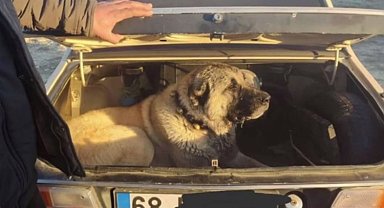 İçişleri'nden köpek dövüşüne şok baskın!