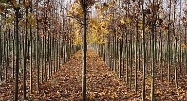 Kocaeli'nin yetiştirdiği fidanlar kente nefes oluyor