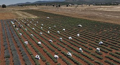 Konya tarımına 461 milyon TL destek