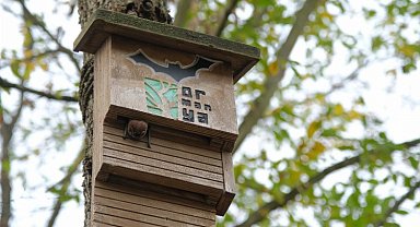 Ormanya 'Tür Say!'da 494 gözlem!