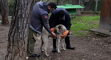Osmangazi'de başıboş köpek mesaisi