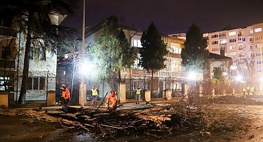 Riskli ağaçlara neşter