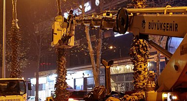 Sakarya'nın süsü palmiyeler kışa hazır